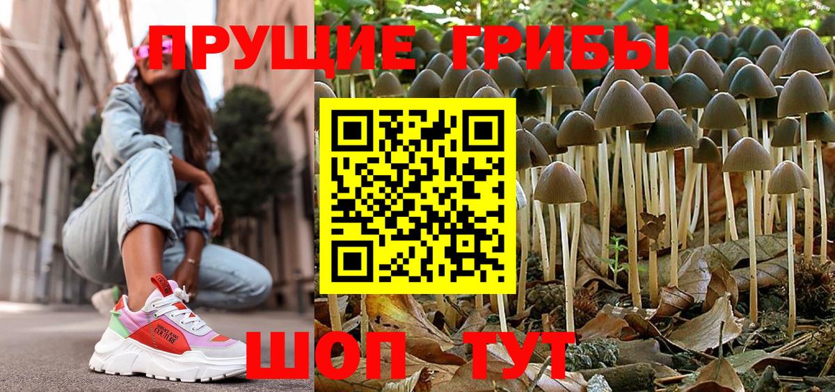 Псилоцибиновые грибы мицелий Добрянка